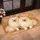 Two Cream Pomeranian Dogs for Cozy Pet-Loving Homes and Holiday Gifting All Year Doormat - 2